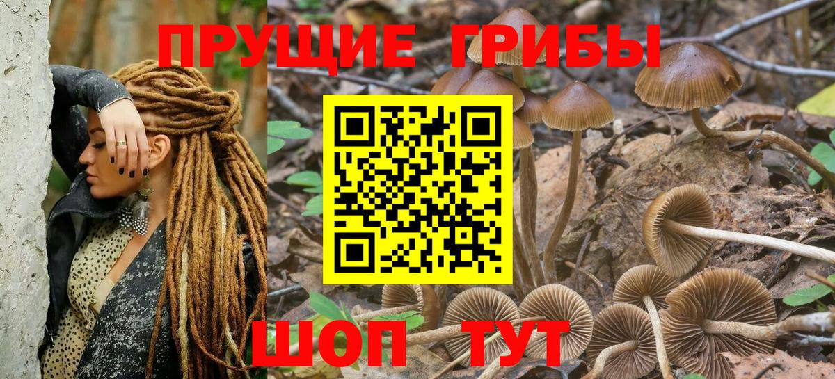 Псилоцибиновые грибы Psilocybine cubensis  Псилоцибиновые грибы прущие грибы  Вход с VPN  что такое наркотик  Ачинск 